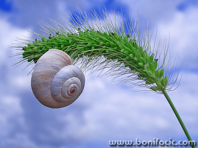 macro___Drowsiness___Punat, Croatia.