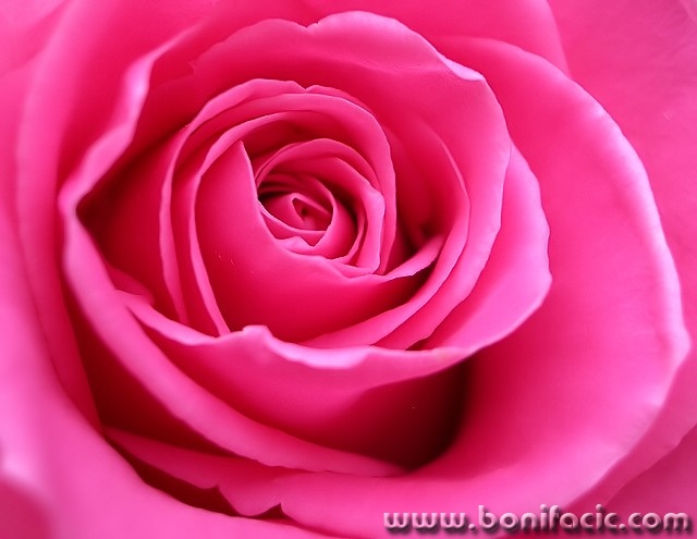 macro___Essence___
