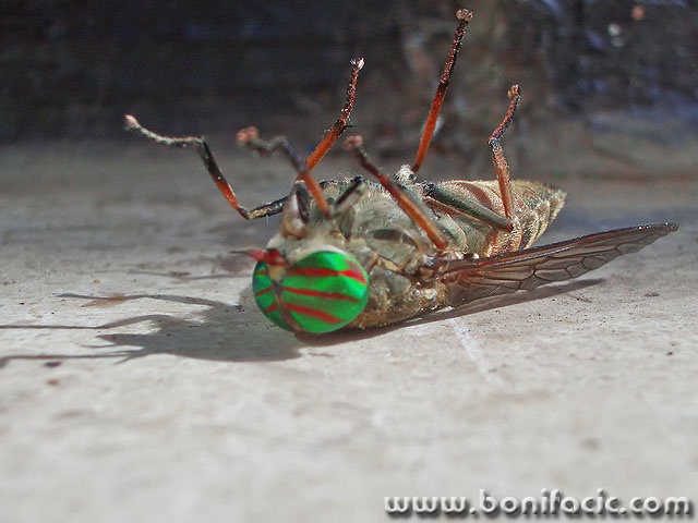 macro___Expenditure___Punat, Croatia.