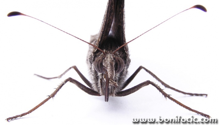 macro___Face To Face___