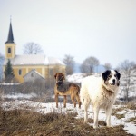 tornjaksvica1 copymal