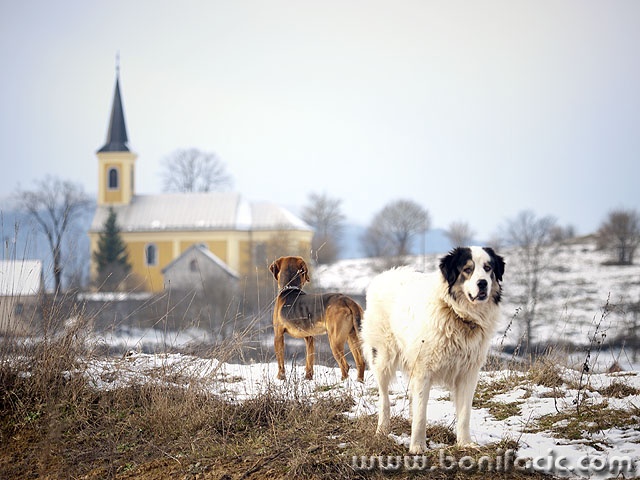tornjaksvica1 copymal