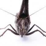 macro___Face To Face___