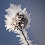 ledenacipka1 copymal