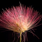 macro___Fireworks___