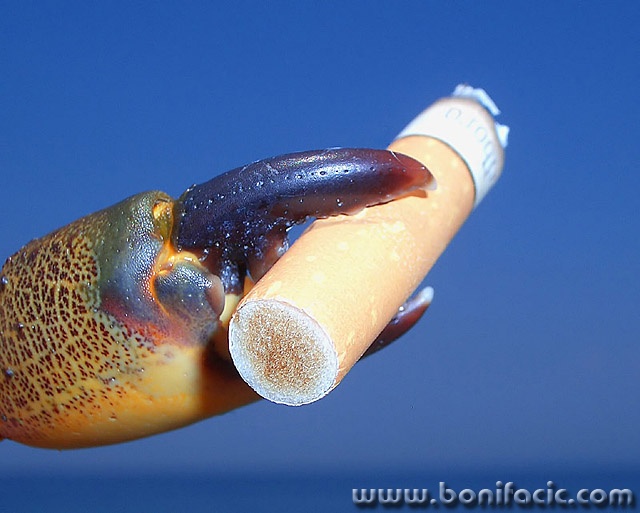 macro___Smoking Cancer___Rovinj, Croatia.