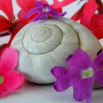 macro___Flower Lodge___