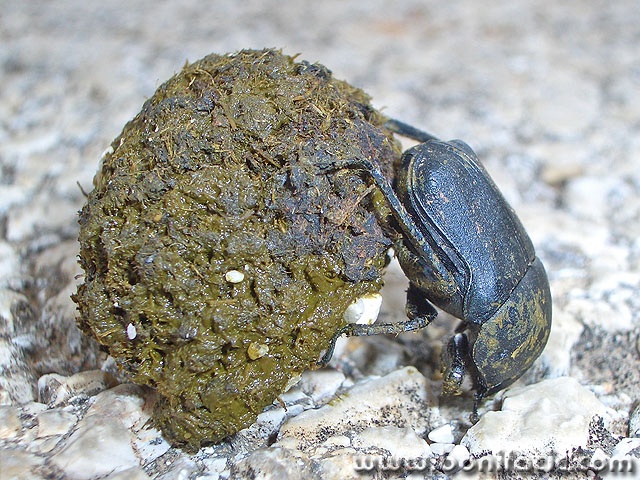 macro___Big Shit___Kampelje, Croatia.