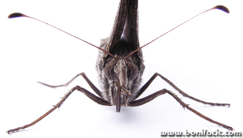 macro___Face To Face___