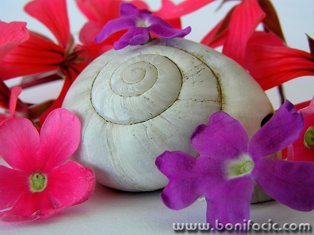 macro___Flower Lodge___