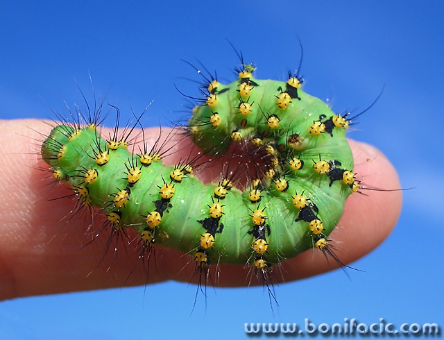 macro___Fondle___