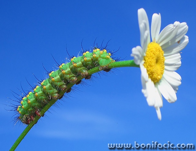 macro___Foot By Foot___