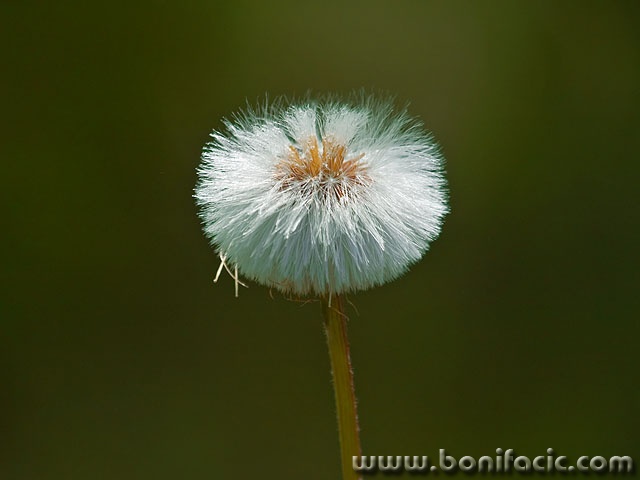 macro___Franciscan Haircut___Velebit, Croatia.