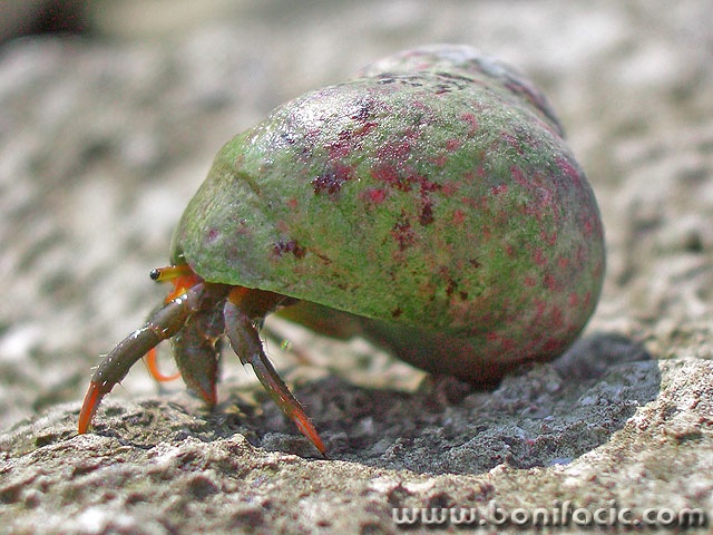 macro___Tank___Punat, Croatia.