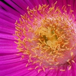 macro___Heart & Soul___Punat, Croatia.