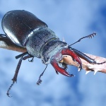 macro___Hobgoblin___