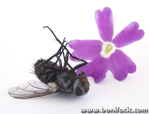 macro___Funeral___