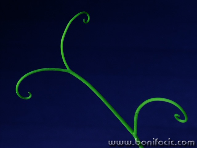 macro___Green On Blue___
