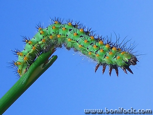 macro___Gymnastic___