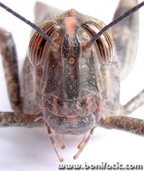 macro___Headpiece___