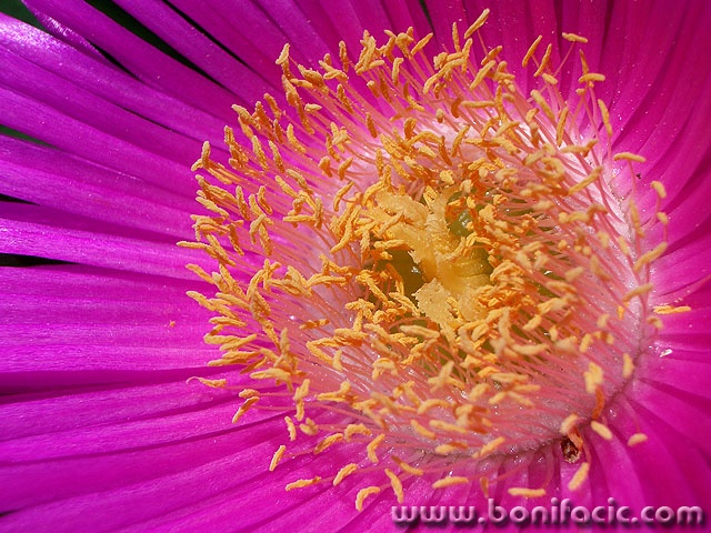 macro___Heart & Soul___Punat, Croatia.
