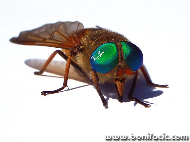 raybanobadmal