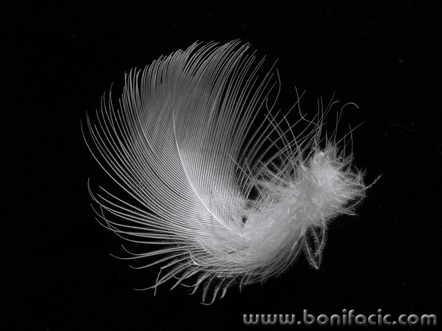 bw___Ultra Light___
