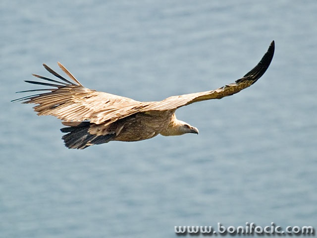 animals___Sky Patrol___Beli, Croatia.