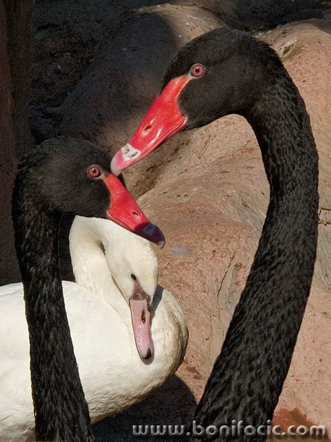 animals___Love Triangle___Hammamet, Tunisia.
