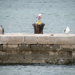 galebmedalja1 copymal