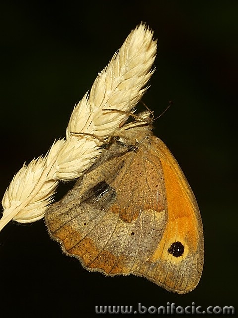 macro___Hug___