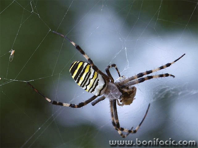 macro___Hunter___