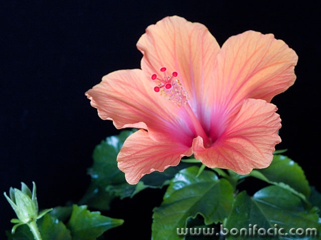 macro___Hybiscus___