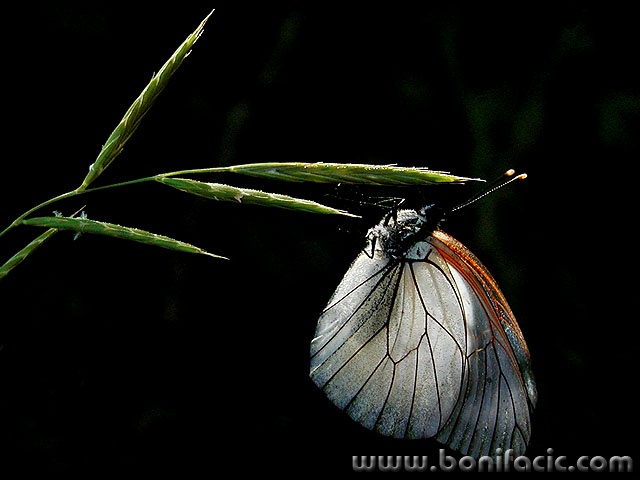 macro___In Love___Punat, Croatia.