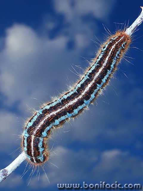 macro___In The Clouds___