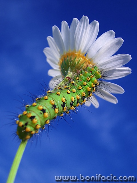 macro___Invader___