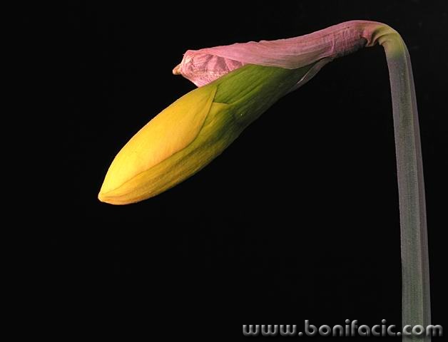 macro___It's Girl___