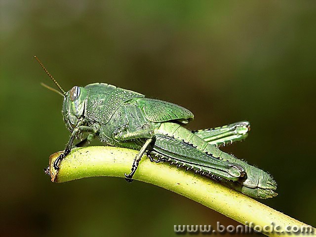 macro___Jumper___