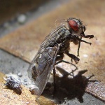 macro___Like A Prayer___Punat, Croatia.