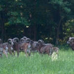 mufloni2pano copymal