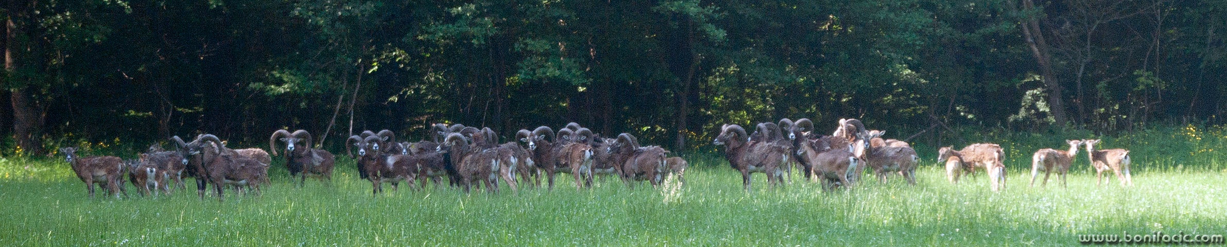 mufloni2pano copymal