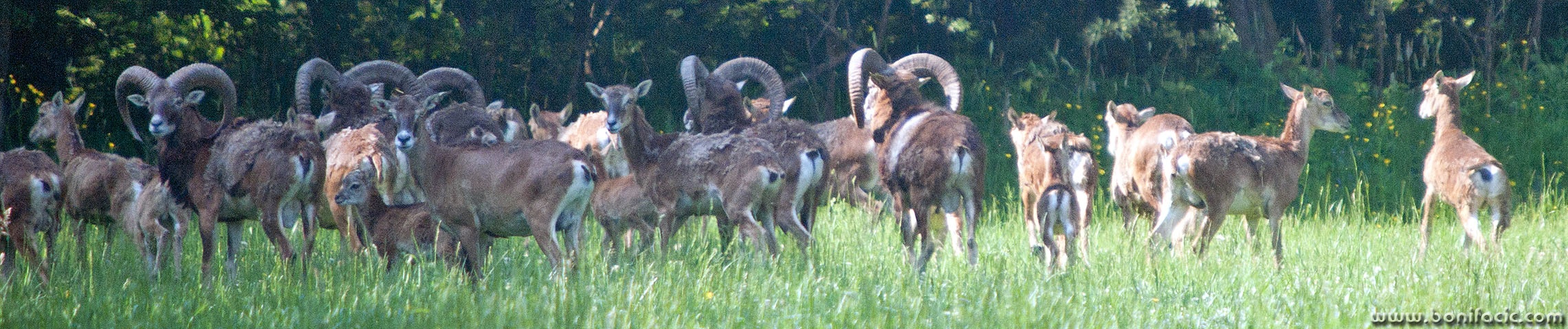 muflonipano copymal