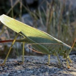 macro___Locust___