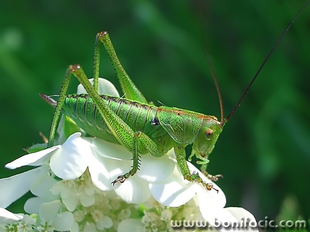 macro___Leap___