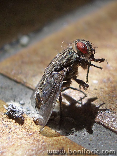 macro___Like A Prayer___Punat, Croatia.