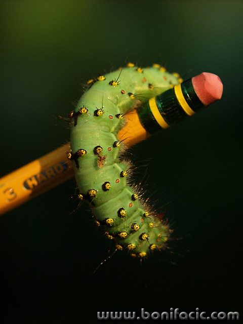 macro___Literate Caterpillar___