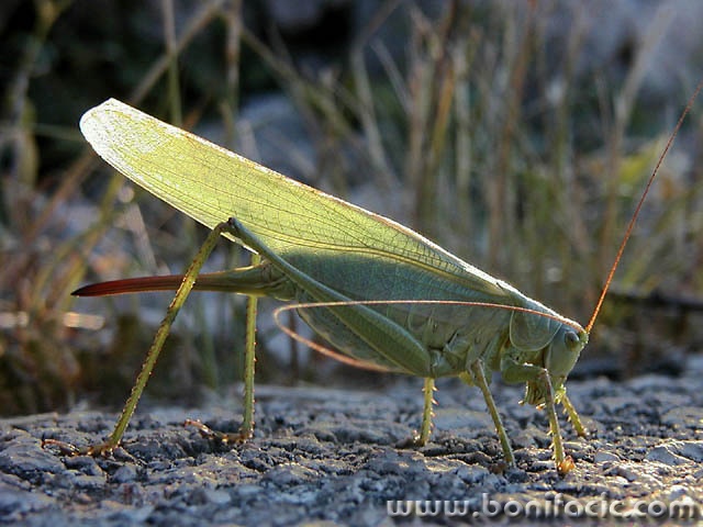 macro___Locust___