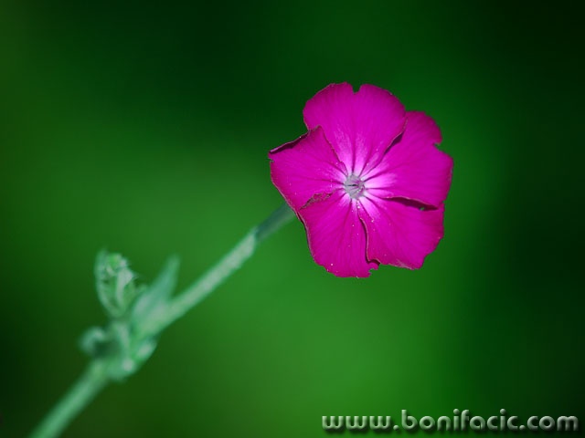 rozica5 copymal