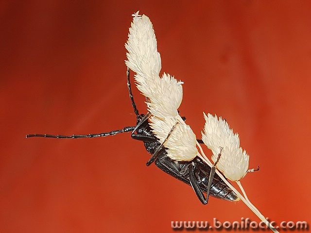 macro___Lucifer___