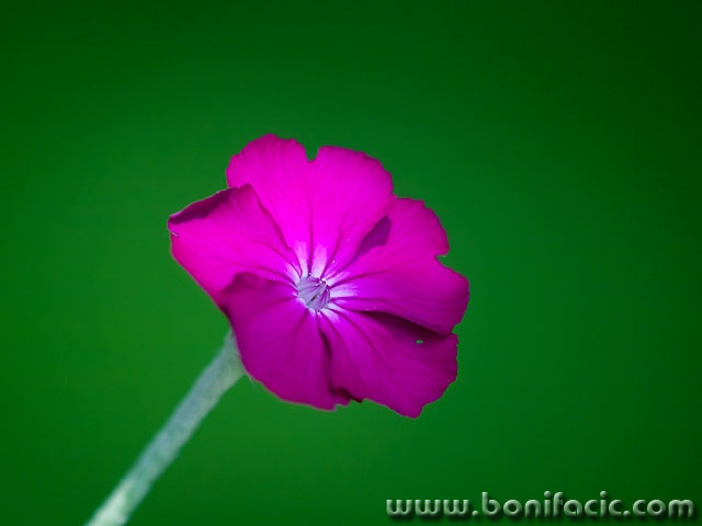 rozica1 copymal